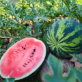 吃瓜网今日吃瓜,揭秘娱乐圈最新热点事件