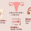 女性生殖系统图解ppt课件,女性生殖系统结构及功能概述