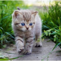 娱乐吃瓜酱找猫,吃瓜之余，携手寻回爱猫“老板”