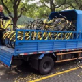 四川小姐姐卖自卸车视频,自卸车销售火爆