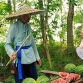 （两天5个瓜知三当三、匹配仳离文娱圈的瓜可真是太劲爆了！）-全黄A免费一级毛片男女V？31岁乔欣有了感晒龙虾、牛排大餐配白松露幼肚子藏不住